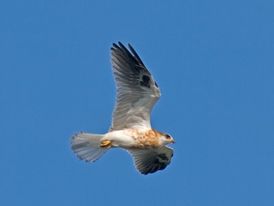 Juvenile White-tailed Kite _5292088.jpg