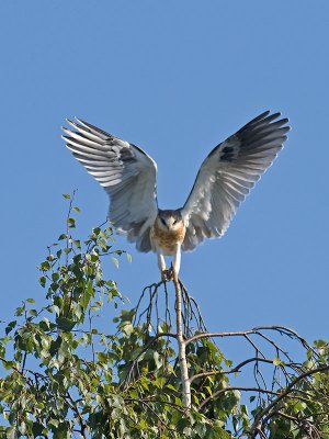 Juvenile White-tailed Kite _5292156.jpg