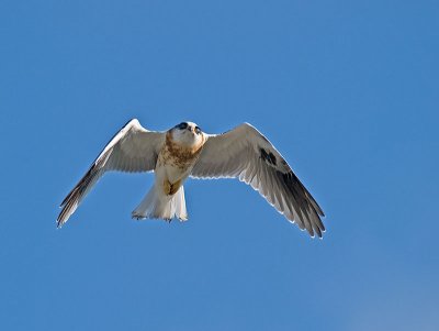 Juvenile White-tailed Kite _5292171.jpg