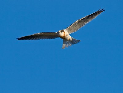 Juvenile White-tailed Kite _6063862.jpg