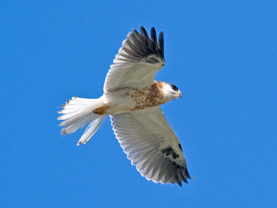 Juvenile Whit-tailed Kite _5271995.jpg