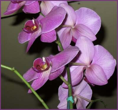 Orchids