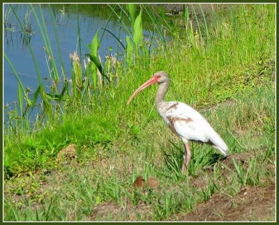 ADOLESCENT WHITE IBIS