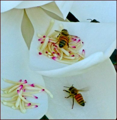 MAGNOLIA AND BEES