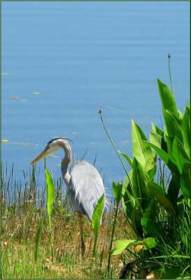 GREAT BLUE HERON & ORANGE CANNA LILY LEAVES