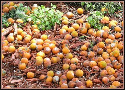 FALLEN QUEEN PALM FRUIT