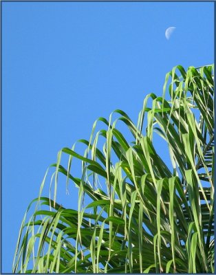 Early morning moon over palm