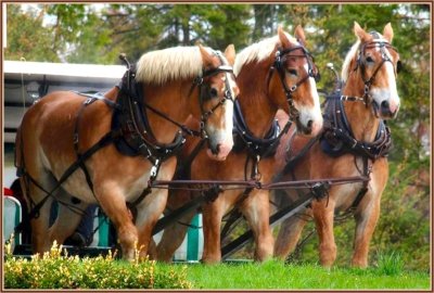 HORSES ON MACKINAC ISLAND, MICHIGAN