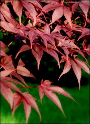 JAPANESE MAPLE