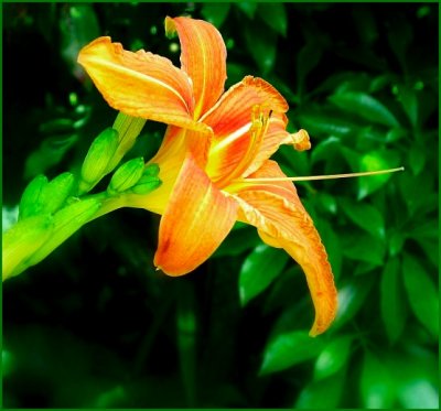 LILY
