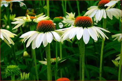 CONE FLOWERS IN EARLY MORNING LIGHT