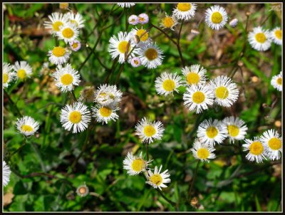 WILDFLOWERS.jpg