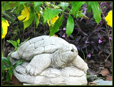 turtle.jpg