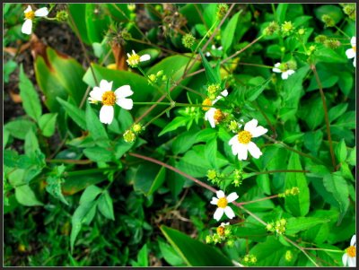 wildflowers-wb.jpg