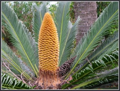 flowering sago palm.jpg