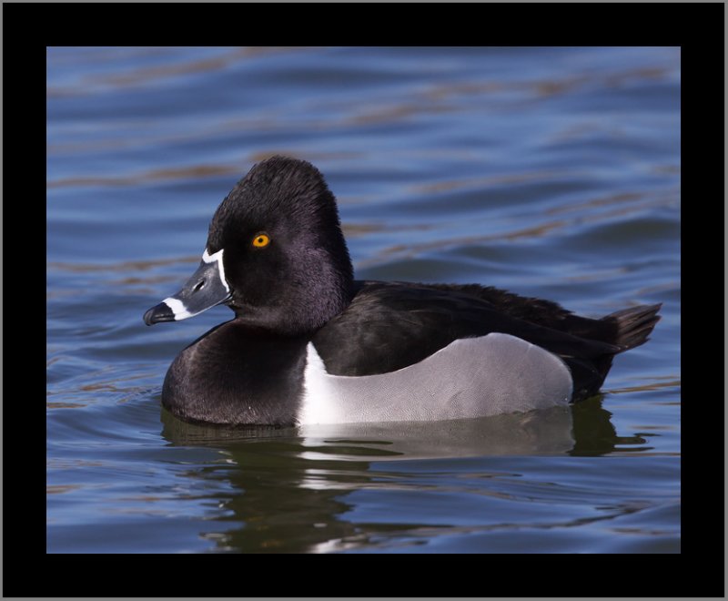 Ring-necked Duck #1