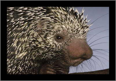 Tree Porcupine (50D ISO-6400 pushed)