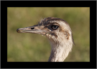 Juvenile Red Necked Ostrich Getting Older