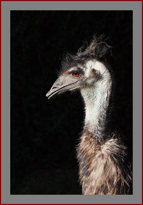 Emu #12