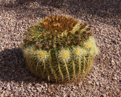 A Weird Golden Barrel Cactus