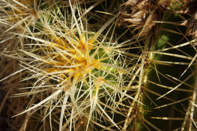 Two Inch Balls of Cactus