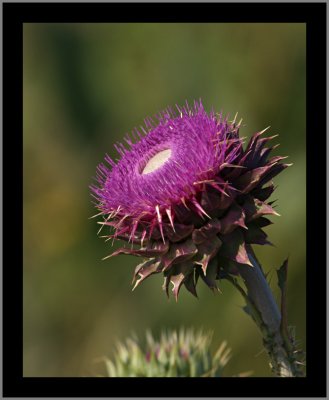 Don't Touch the Stem