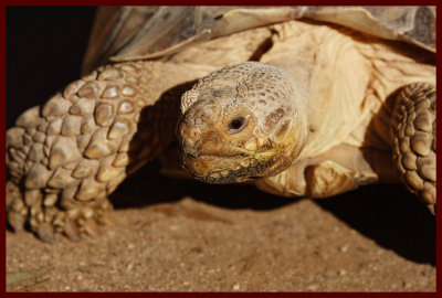 African Spurred Tortoise