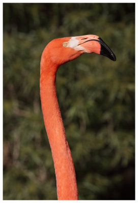 A VERY Wealthy Flamingo