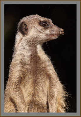 Slender-tailed Meerkat #19