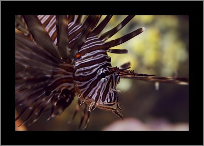 Lionfish #2