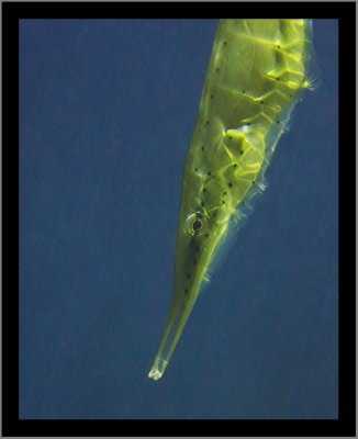 Alligator pipefish