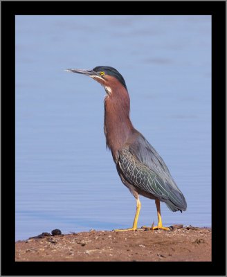 Green Heron