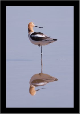 American Avocet (adult breeding) #1