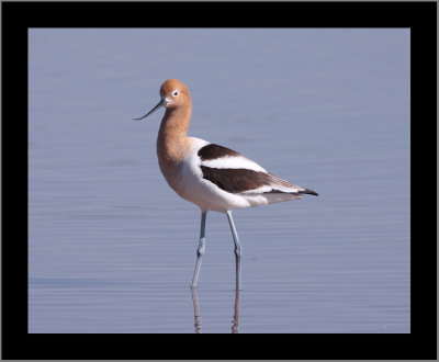 American Avocet (adult breeding) #2