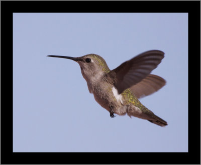 Costa's Hummingbird (female) #2