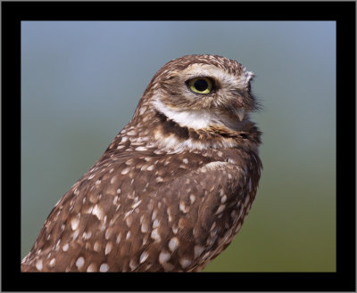 Burrowing Owl