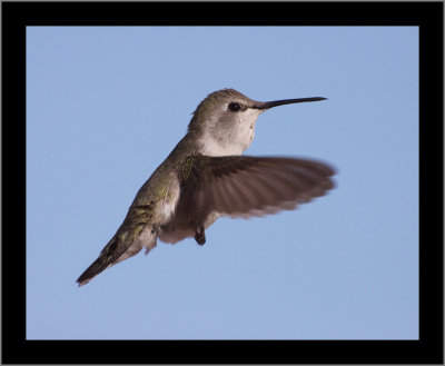 Costa's Hummingbird (female) #3