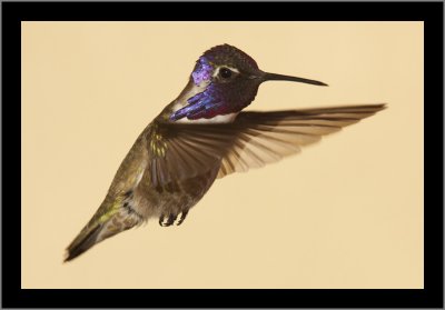 Costa's Hummingbird (male) #3