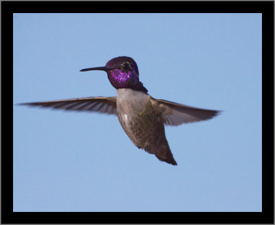 Costa's Hummingbird (male) #5