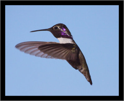 Costa's Hummingbird (male) #4