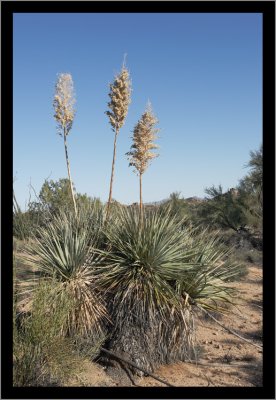 Soaptree Yucca Everywhere