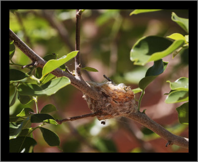 A hummingbird nest .. the future is NOW.