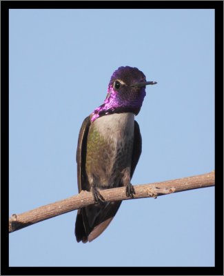 Costa's Hummingbird (male) #7