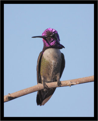 Costa's Hummingbird (male) #8
