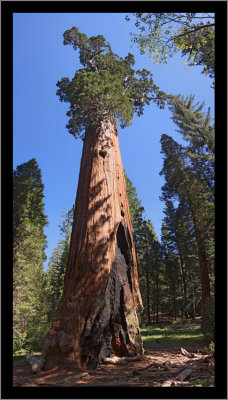 A Bruised Giant Redwood (vertical pano)