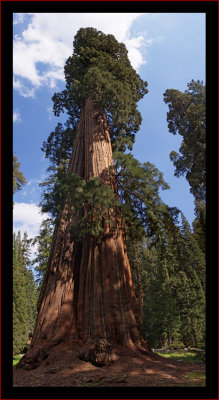 General Sherman (the daddy of all trees, a pano)