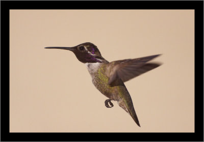 Costa's Hummingbird (male) #9
