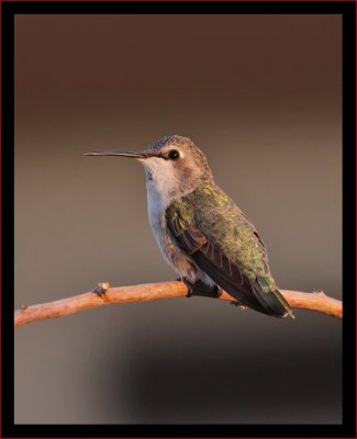 Costa's Hummingbird (female) #7