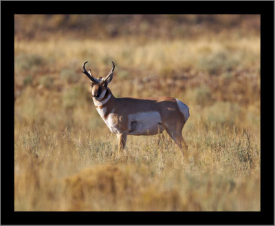 Prong-Horned Antelope at Grand Teton NP