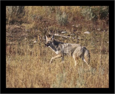 Wile E. Coyote at Grand Teton NP